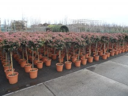 Sneeuwbal Op Stam (Viburnum Tinus 'Eve Price') 5 Sneeuwbal Op Stam (Viburnum Tinus 'Eve Price') - Afbeelding 5