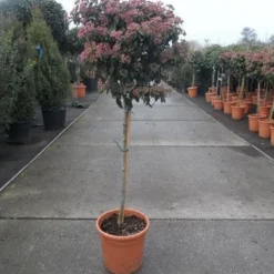 Sneeuwbal Op Stam (Viburnum Tinus 'Eve Price') 15 Sneeuwbal Op Stam (Viburnum Tinus 'Eve Price') -Natuur Kus Verkoopwinkel 20130316135206 4