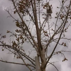Roze Lagerstroemia Als Boom (Lagerstroemia Indica) 23 Roze Lagerstroemia Als Boom (Lagerstroemia Indica) -Natuur Kus Verkoopwinkel 20130522141211 8