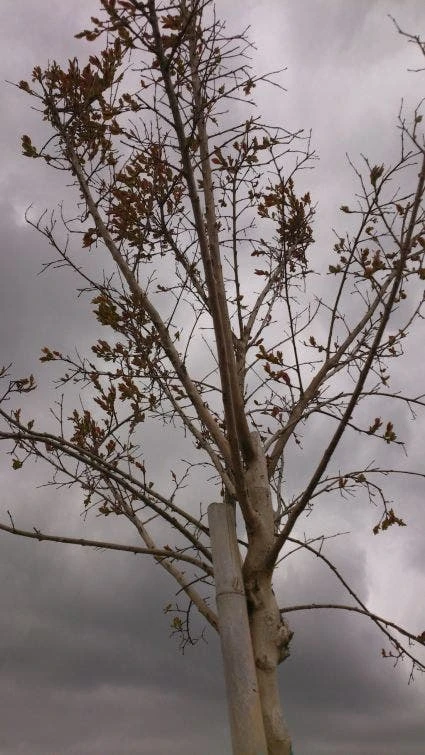 Roze Lagerstroemia Als Boom (Lagerstroemia Indica) 6 Roze Lagerstroemia Als Boom (Lagerstroemia Indica) - Afbeelding 6