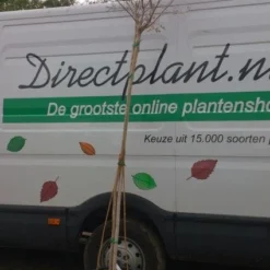 Roze Lagerstroemia Als Boom (Lagerstroemia Indica) 22 Roze Lagerstroemia Als Boom (Lagerstroemia Indica) -Natuur Kus Verkoopwinkel 20130522141225 8