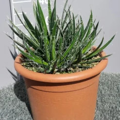 Winterharde Agave (Agave Shidigera) 6 Winterharde Agave (Agave Shidigera) -Natuur Kus Verkoopwinkel 20190628 114010 resized