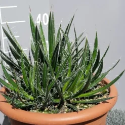 Winterharde Agave (Agave Shidigera) 7 Winterharde Agave (Agave Shidigera) -Natuur Kus Verkoopwinkel 20190628 114021 resized