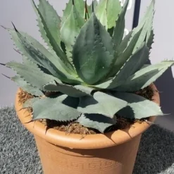 Winterharde Agave (Agave Ovalifolia) 7 Winterharde Agave (Agave Ovalifolia) -Natuur Kus Verkoopwinkel 20190628 114503 resized