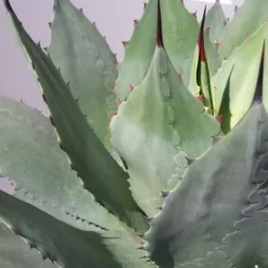 Winterharde Agave (Agave Ovalifolia) 6 Winterharde Agave (Agave Ovalifolia) -Natuur Kus Verkoopwinkel 20190628 114523 resized