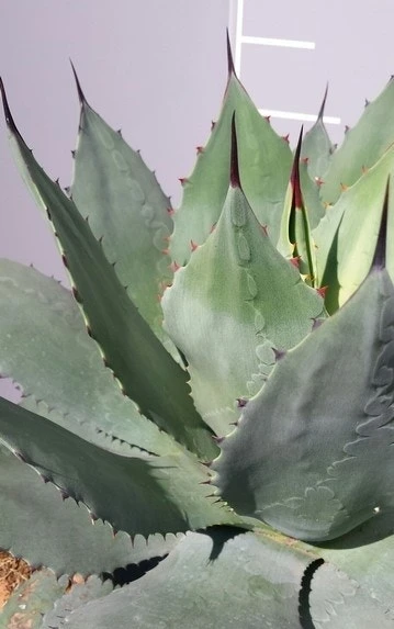 Winterharde Agave (Agave Ovalifolia) 3 Winterharde Agave (Agave Ovalifolia) - Afbeelding 3