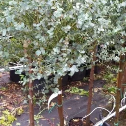 Eucalyptus Op Stam (Eucalyptus Gunnii) 8 Eucalyptus Op Stam (Eucalyptus Gunnii) -Natuur Kus Verkoopwinkel 20190712 152539