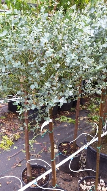 Eucalyptus Op Stam (Eucalyptus Gunnii) 4 Eucalyptus Op Stam (Eucalyptus Gunnii) - Afbeelding 4