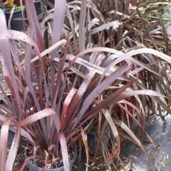 Nieuw Zeelands Vlas (Phormium Tenax 'Purpureum') -Natuur Kus Verkoopwinkel 20190712 152646