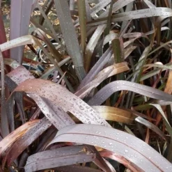 Nieuw Zeelands Vlas (Phormium Tenax 'Purpureum') -Natuur Kus Verkoopwinkel 20190712 152706 1