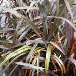 Nieuw Zeelands Vlas (Phormium Tenax 'Purpureum') -Natuur Kus Verkoopwinkel 20190712 152733