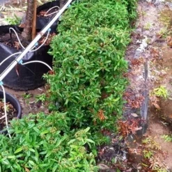Vuurdoorn Als Bol (Pyracantha 'Navaho') -Natuur Kus Verkoopwinkel 20190712 153510