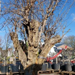 Granaatappel Als Solitair (Punica Granatum) -Natuur Kus Verkoopwinkel 20220217 110658