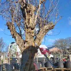 Granaatappel Als Solitair (Punica Granatum) -Natuur Kus Verkoopwinkel 20220217 110708