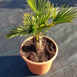 Winterharde Palm (Trachycarpus Wagnerianus) -Natuur Kus Verkoopwinkel 20220217 112456