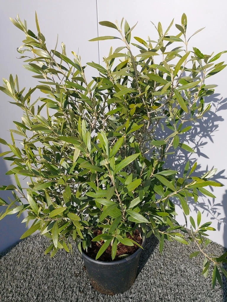 Olijf Als Struik (Olea Europaea) 13 Olijf Als Struik (Olea Europaea) - Afbeelding 13