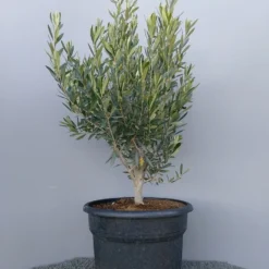 Olijf Als Struik (Olea Europaea) 22 Olijf Als Struik (Olea Europaea) -Natuur Kus Verkoopwinkel 20220223 132609