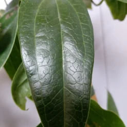 Groenblijvende Clematis (Clematis Armandii 'Hendersonii Rubra') -Natuur Kus Verkoopwinkel 20220613 162250