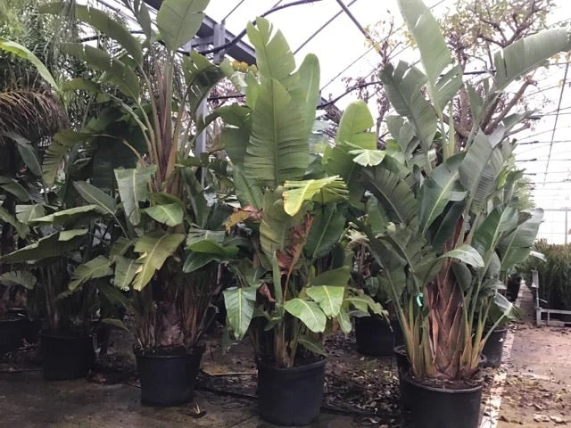 Paradijsvogelplant (Strelitzia Nicolai) 2 Paradijsvogelplant (Strelitzia Nicolai) - Afbeelding 2