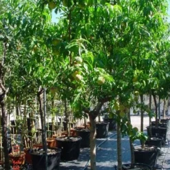 Perzikboom (Prunus Persica) 5 Perzikboom (Prunus Persica) -Natuur Kus Verkoopwinkel 312prunuspersica 3