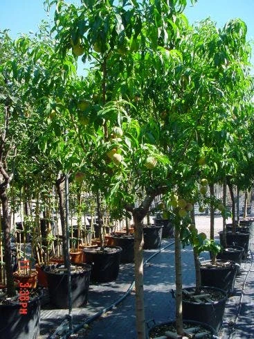 Perzikboom (Prunus Persica) 3 Perzikboom (Prunus Persica) - Afbeelding 3