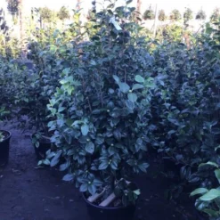 Natuur Kus Verkoopwinkel -Natuur Kus Verkoopwinkel 4 3