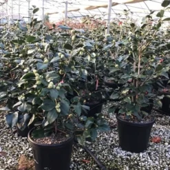 Natuur Kus Verkoopwinkel -Natuur Kus Verkoopwinkel 5 1 1