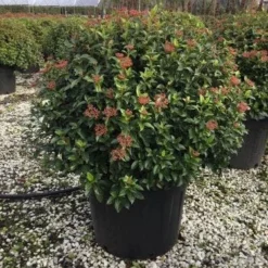 Sneeuwbal Als Bolvorm (Viburnum Tinus 'Eve Price') -Natuur Kus Verkoopwinkel 6070