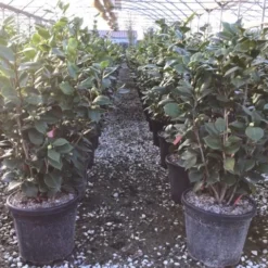 Natuur Kus Verkoopwinkel -Natuur Kus Verkoopwinkel 6 1 1