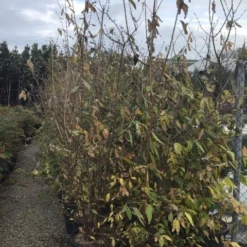 Winterzoet (Chimonanthus Praecox) 11 Winterzoet (Chimonanthus Praecox) -Natuur Kus Verkoopwinkel 9