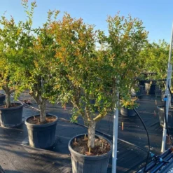 Granaatappel Als Solitair (Punica Granatum) -Natuur Kus Verkoopwinkel 9f2e2d79 4476 41bd a214 0070b1656e3a