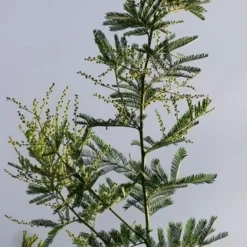 Mimosa (Acacia Dealbata) -Natuur Kus Verkoopwinkel acaciadealbata01