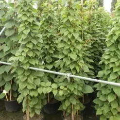 Sierkiwi (Actinidia Kolomikta) 9 Sierkiwi (Actinidia Kolomikta) -Natuur Kus Verkoopwinkel actinidia kolomikta 11