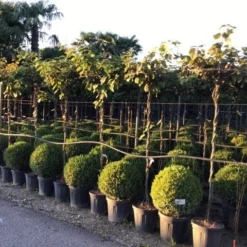 Kiwiplant Als Dakboom (Actinidia Chinensis) -Natuur Kus Verkoopwinkel actinidia chinensis deliciosa dak