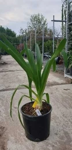 Afrikaanse Lelie (Agapanthus Umbellatus 'Albus') 2 Afrikaanse Lelie (Agapanthus Umbellatus 'Albus') - Afbeelding 2