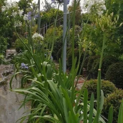 Afrikaanse Lelie (Agapanthus Umbellatus 'Ovatus') 6 Afrikaanse Lelie (Agapanthus Umbellatus 'Ovatus') -Natuur Kus Verkoopwinkel agapanthus blauw 1