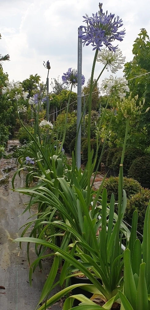 Afrikaanse Lelie (Agapanthus Umbellatus 'Ovatus') 3 Afrikaanse Lelie (Agapanthus Umbellatus 'Ovatus') - Afbeelding 3