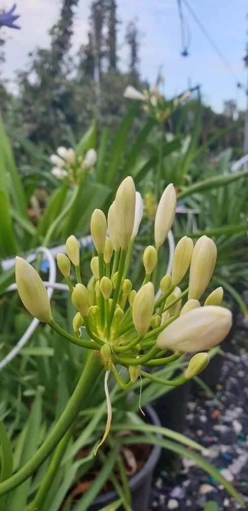 Afrikaanse Lelie (Agapanthus Umbellatus 'Albus') 1 Afrikaanse Lelie (Agapanthus Umbellatus 'Albus')