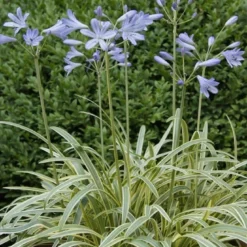 Afrikaanse Lelie (Agapanthus 'Golden Drop')