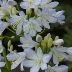 Afrikaanse Lelie (Agapanthus Africanus 'Silver Baby')