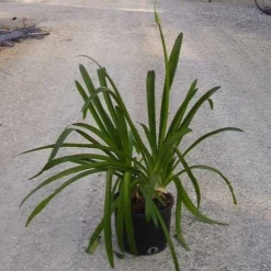 Afrikaanse Lelie (Agapanthus Umbellatus 'Ovatus') 7 Afrikaanse Lelie (Agapanthus Umbellatus 'Ovatus') -Natuur Kus Verkoopwinkel agapanthus umbellatus ovatus
