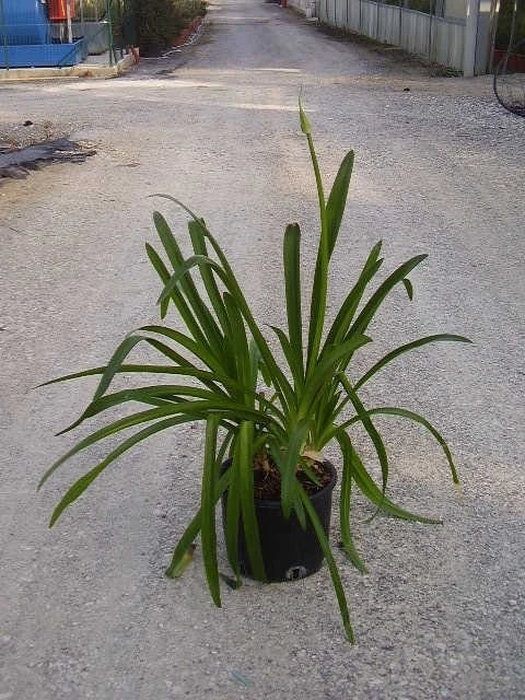 Afrikaanse Lelie (Agapanthus Umbellatus 'Ovatus') 4 Afrikaanse Lelie (Agapanthus Umbellatus 'Ovatus') - Afbeelding 4
