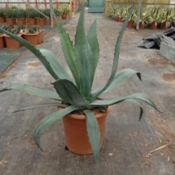 Agave (Agave Americana) -Natuur Kus Verkoopwinkel agave americana c12