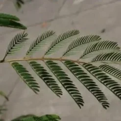 Perzische Slaapboom Als Struik (Albizia Julibrissin) -Natuur Kus Verkoopwinkel albizia julibrissin blad 2