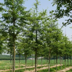 Krent Als Boom (Amelanchier Lamarckii) 8 Krent Als Boom (Amelanchier Lamarckii) -Natuur Kus Verkoopwinkel amelanchier lamarckii s 18 20