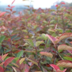 Krentenboom Als Struik (Amelanchier Lamarckii) 11 Krentenboom Als Struik (Amelanchier Lamarckii) -Natuur Kus Verkoopwinkel amelanchier lamarckii 2 1