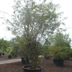 Krentenboom Als Struik (Amelanchier Lamarckii) 15 Krentenboom Als Struik (Amelanchier Lamarckii) -Natuur Kus Verkoopwinkel amelanchier lamarckii 400 500 c750