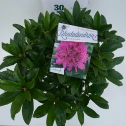 Rhododendron (Rhododendron 'Anah Kruschke') -Natuur Kus Verkoopwinkel annah kruschke c5 boven
