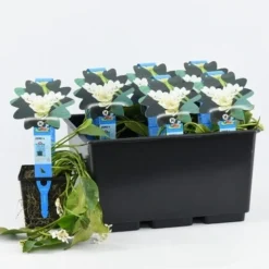 Kaapse Waterlelie (Aponogeton Distachyos) -Natuur Kus Verkoopwinkel aponogeton distachyos 20180404183940 e 10930