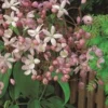 Groenblijvende Clematis (Clematis Armandii 'Hendersonii Rubra')